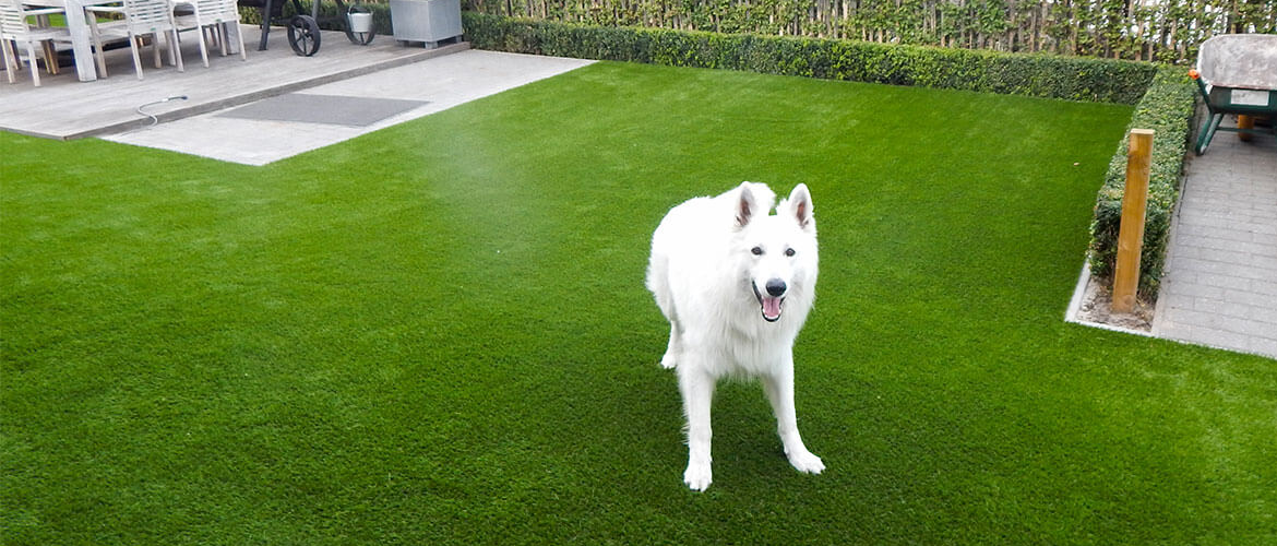 Artificial grass and a happy dog