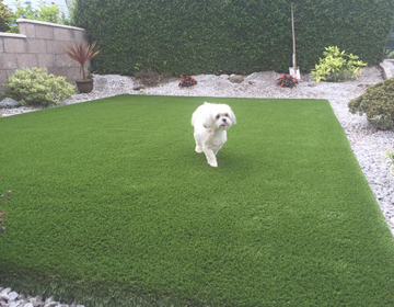 Square turfed area with a dog